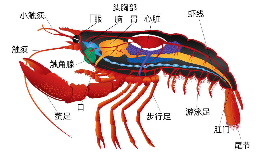 小龍蝦頭里的是“屎”還是“黃”？能吃嗎？